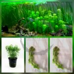 Limnophila sessiliflora