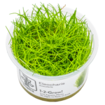 Eleocharis acicularis