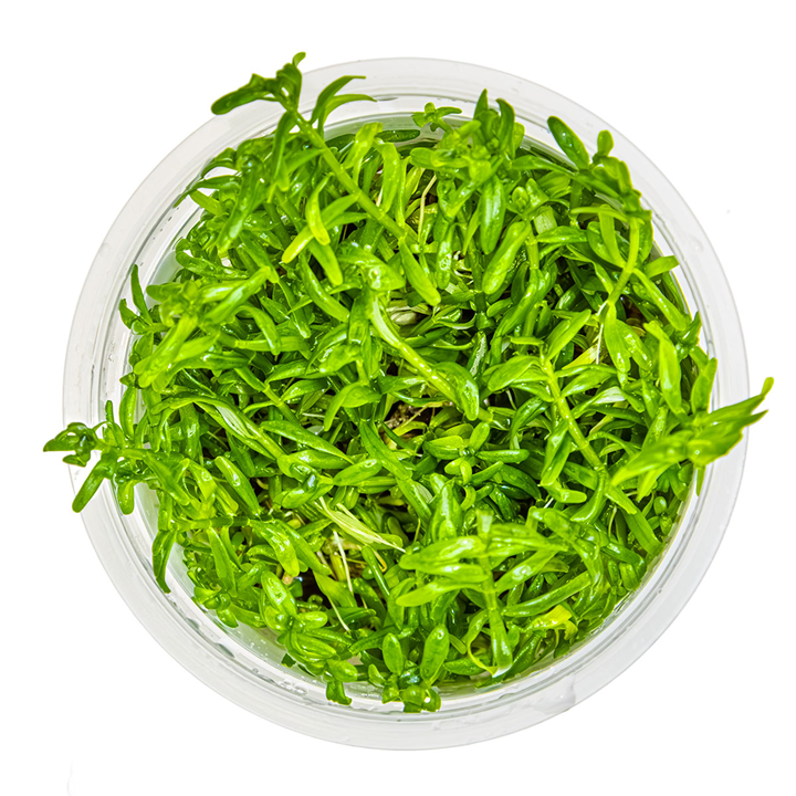 Rotala Green 2