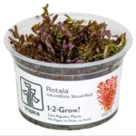 Rotala rotundifolia 'Blood Red'