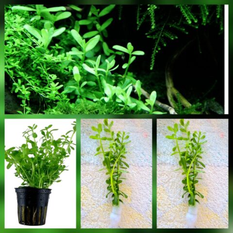 InCollage_20260116_210939358