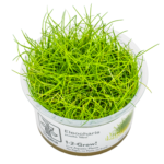 Eleocharis sp. 'Mini'