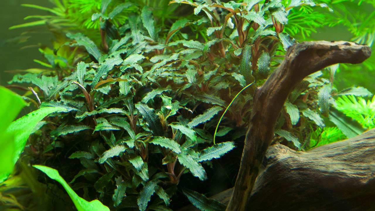 Layout Bucephalandra sp. Red