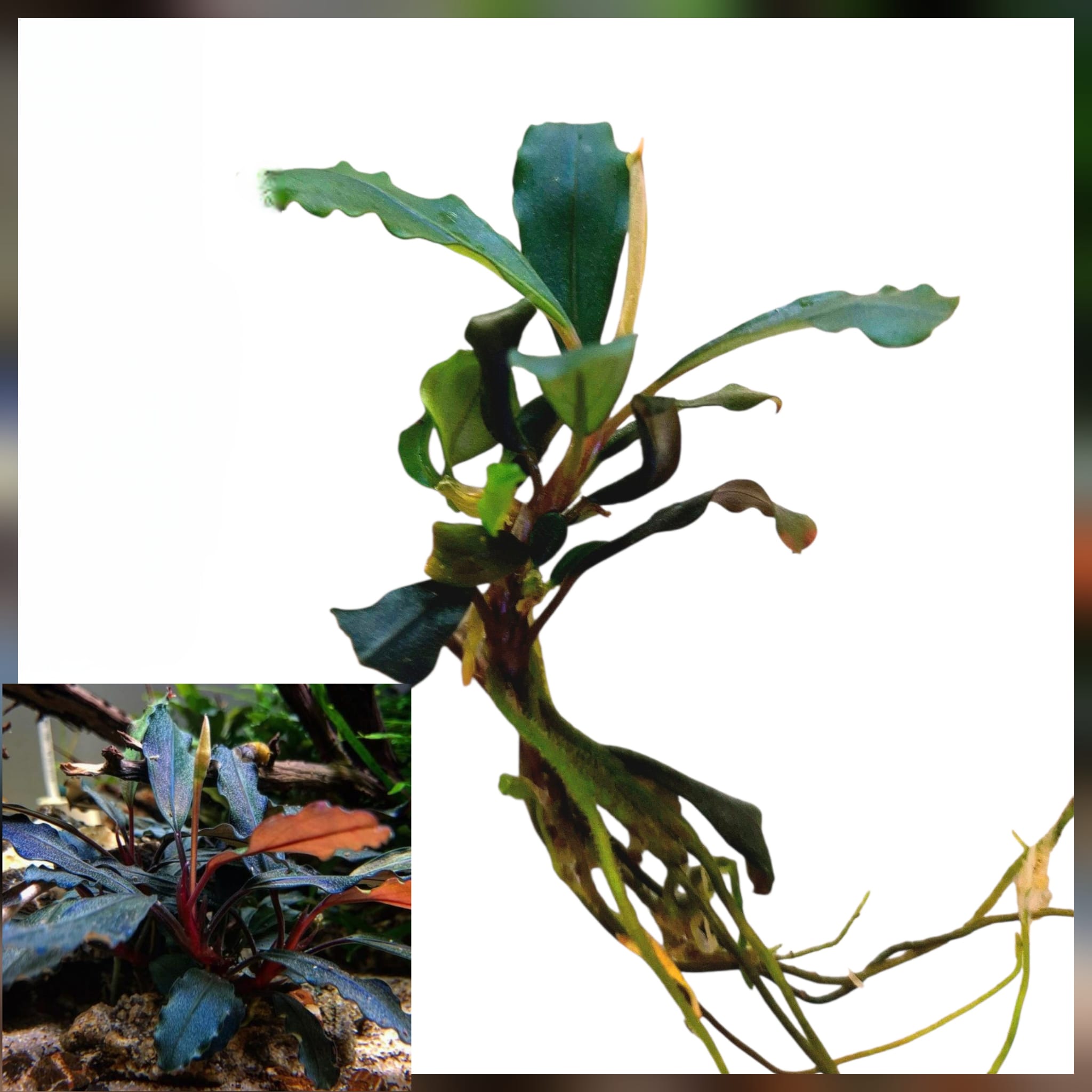 Bucephalandra sp. Red Bucephalandra sp. Red