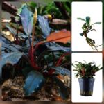 Bucephalandra sp.Red