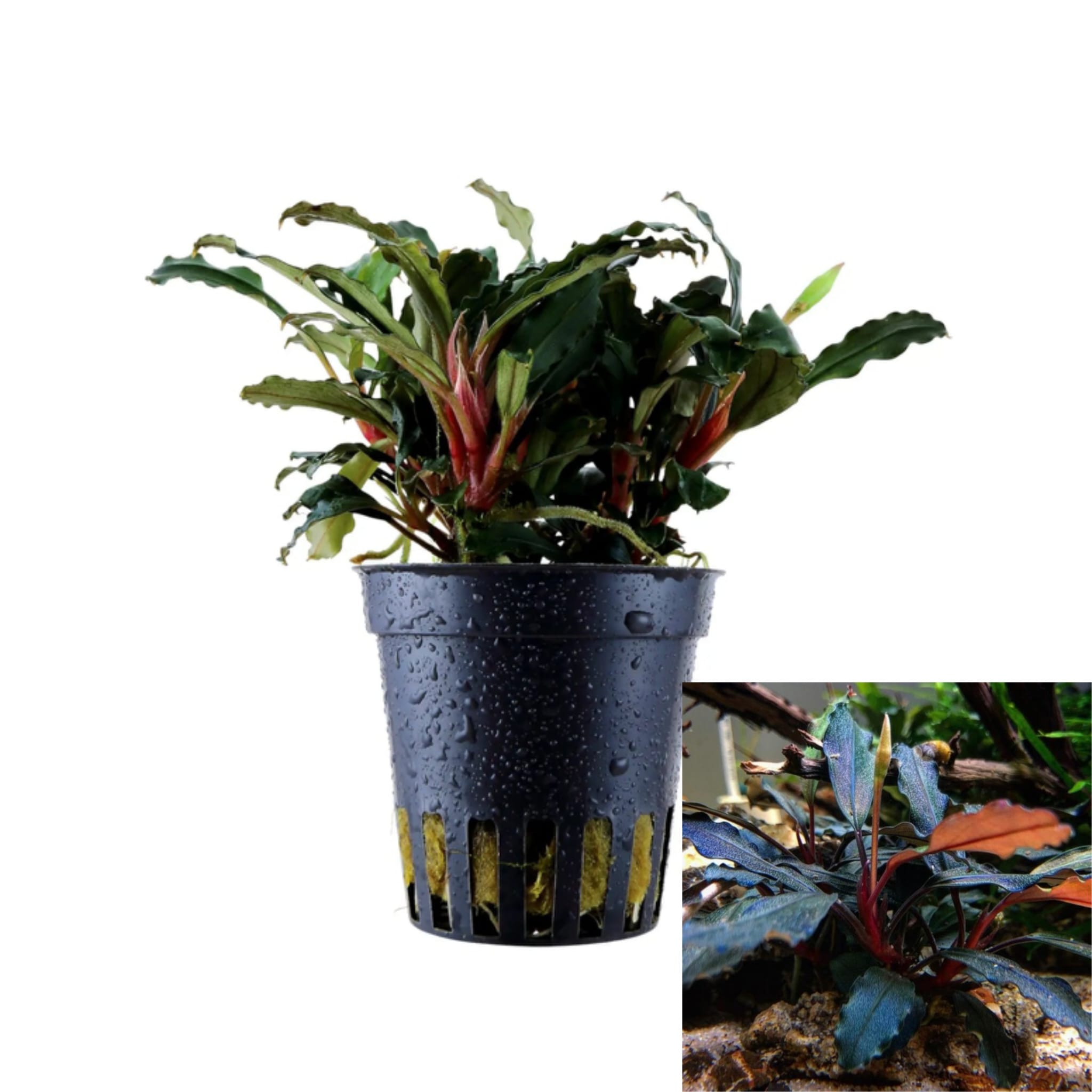 Bucephalandra sp. Red Bucephalandra sp. Red