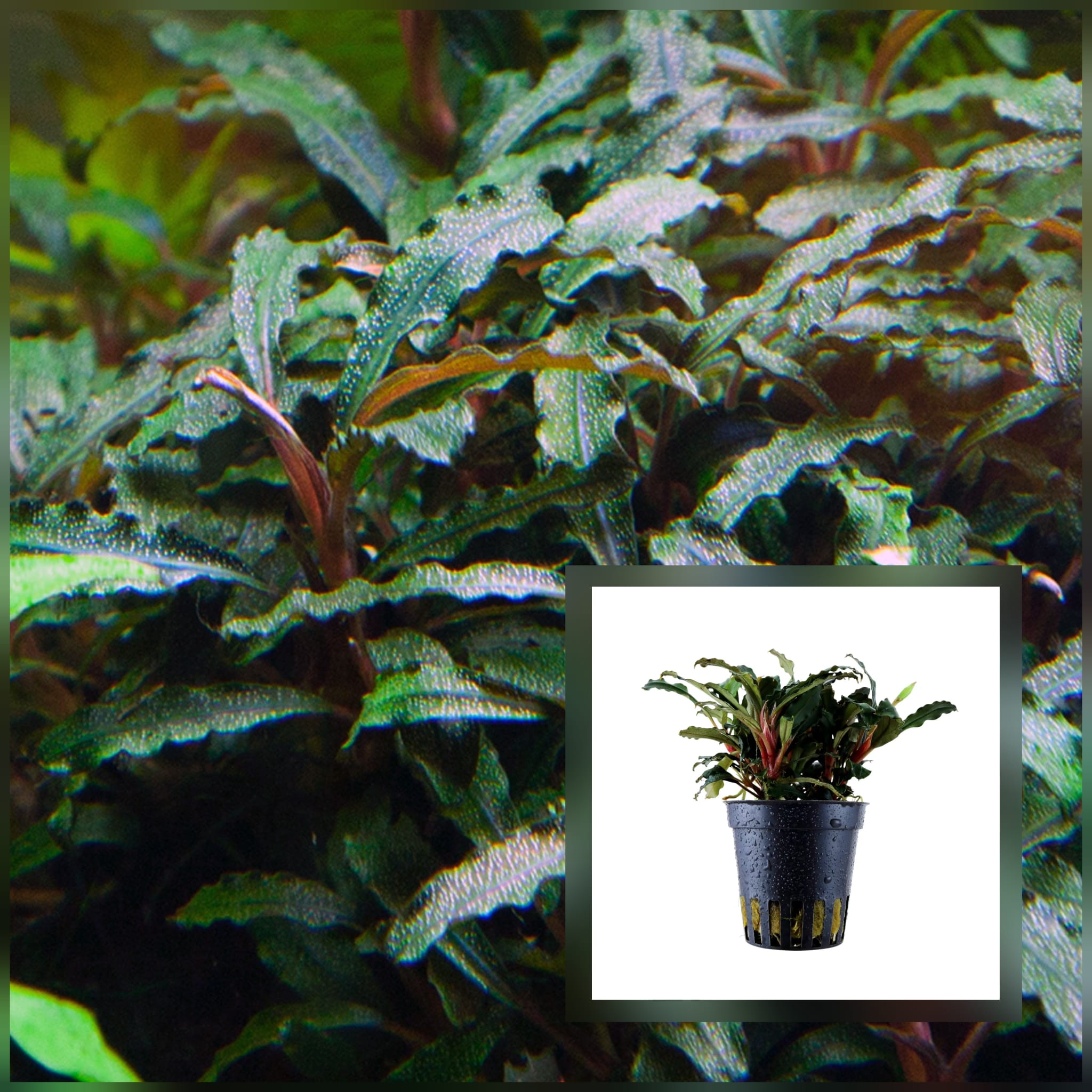 Bucephalandra sp. Red Bucephalandra sp. Red