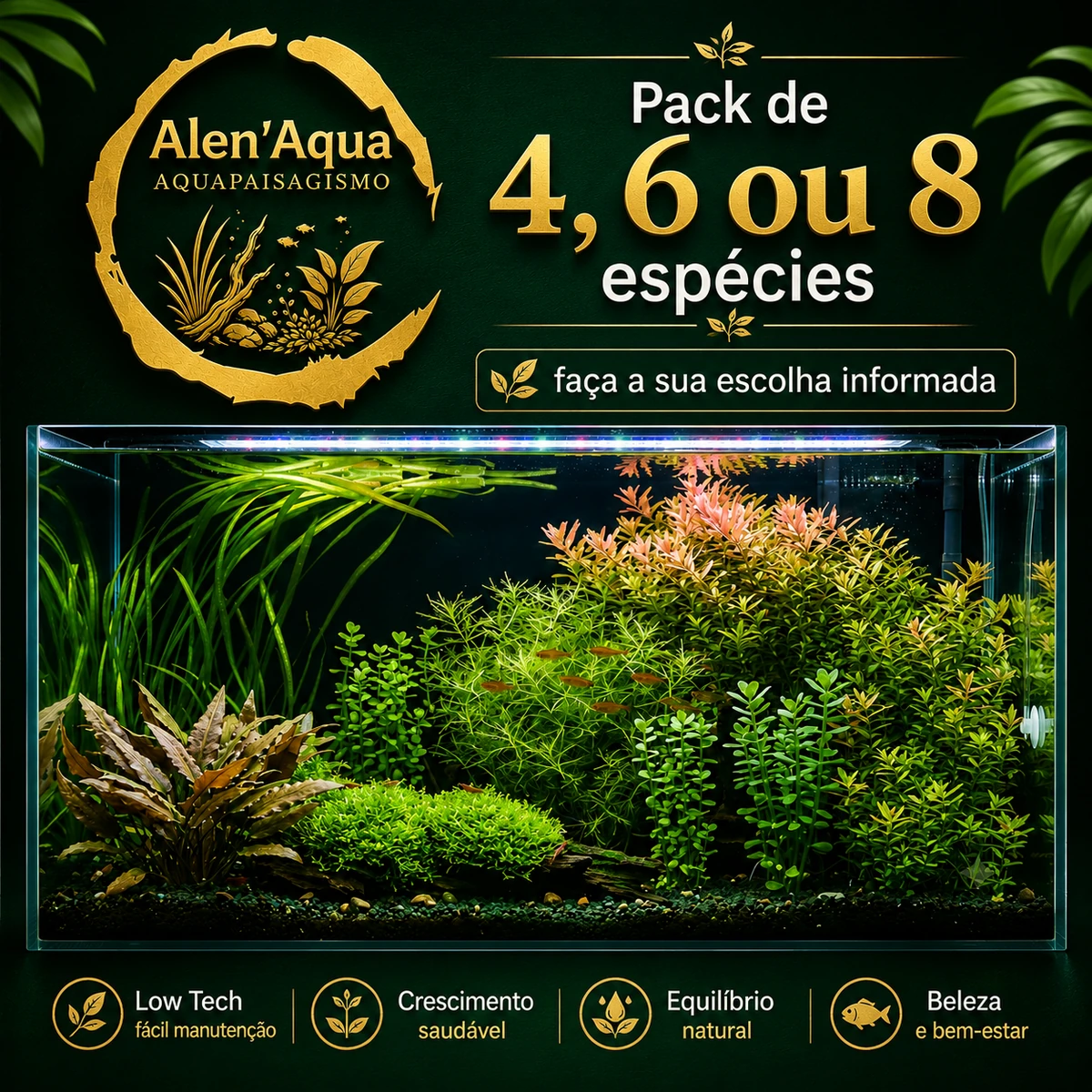 Pack_4_6_8_especies_AlenAqua_1200x1200 Pack Plantas Aquário Low Tech – 4, 6 ou 8 Espécies