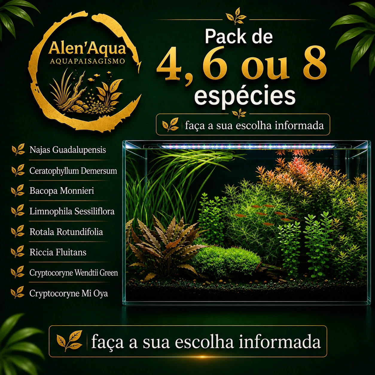 Pack Plantas Aquário Low Tech – 4, 6 ou 8 Espécies