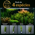 4 Espécies