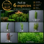 6 Espécies